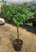 12" Ficus Moclame Standard